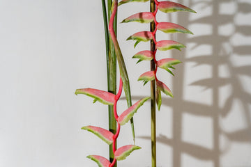 Drooping Haeliconias
